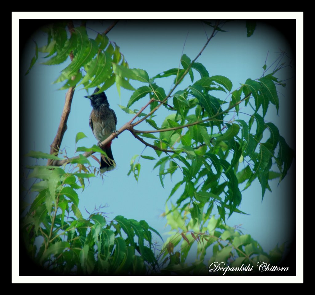 Red Wented Bulbul