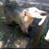 South American Coati