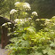 Giant Hogweed