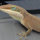 Green Anole