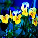 3D cute Flowers logo