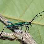 Metalic Longhorn beetle