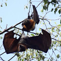 Flying Foxes