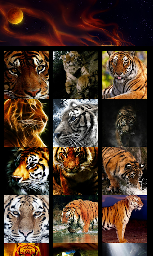 Tiger Wallpapers