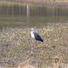 Pacific heron