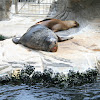 Sea Lion