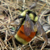 Honey bee drone