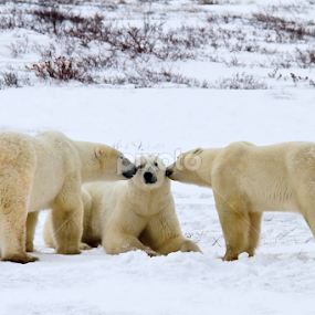 Best Friends  7323  by Karen Celella - Uncategorized All Uncategorized