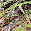 Snake - Eastern Hog-nosed Snake