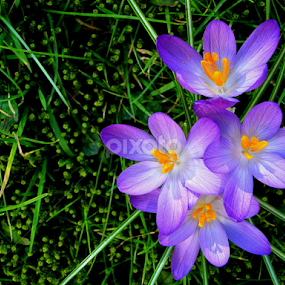 About Spring by Rumiana Doncheva - Flowers Flowers in the Wild