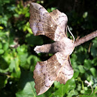 Pappelschwärmer (Hawk-moth)