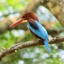 White-throated Kingfisher