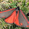 Cinnabar moth