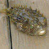 Slender-spined Porcupine Fish