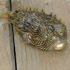 Slender-spined Porcupine Fish