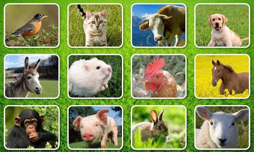 How to download Baby Video - Animals 1.1.0 apk for android