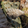 Paper wasp (nest)