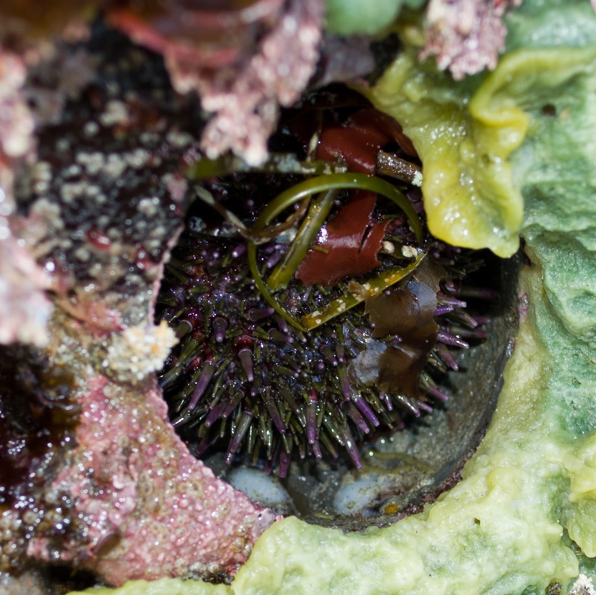 Purple Sea Urchin