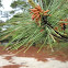 Eastern Pine Tree