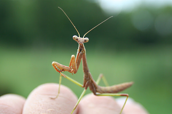 Carolina Mantis | Project Noah