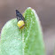 Plant-parasitic Hemipteran