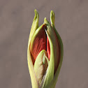 Amaryllis