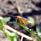 beetlehinter