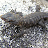 black girdled lizard