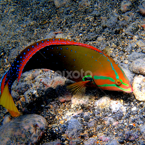Yellow tail coris wrasse by Tatiana Gonnason - Animals Fish