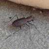 One-spotted Tiger Beetle