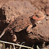 Greater Short-horned Lizard