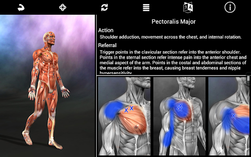 Muscle Trigger Point Anatomy - screenshot thumbnail