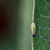 Cicadelle/Tylozygus bifidus