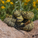 Black tailed rattlesnake