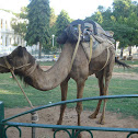 Indian Camel