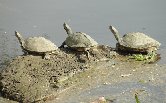 Indian Roofed Turtle Project Noah 