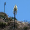 Yucca