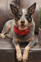 Australian Shepherd Puzzle poster 1