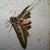Striped Morning Sphinx Moth