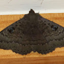 Northern Wattle Moth (Pepe Atua)