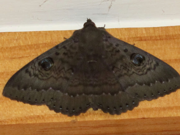 Black Moths Nz