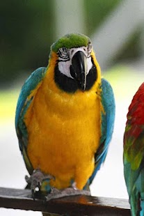 Birds Wallpaper Screenshots 10