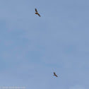 Red-tailed Hawk(s)
