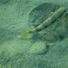 Mullet (I think),with Sole Fish-Μπαρμπουνάκι με μικρή Γλώσσα