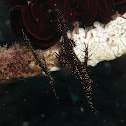 Ornate ghost pipefish