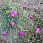 Pink wild dianthus (garofano di balbis)