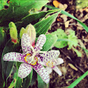 Toad lilly