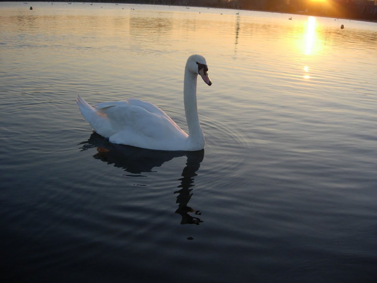 Cisne común. Mute Swan