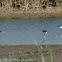 Black-winged Stilt; Cigüeñuela