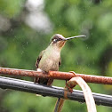 Magnificent Hummingbird (female)